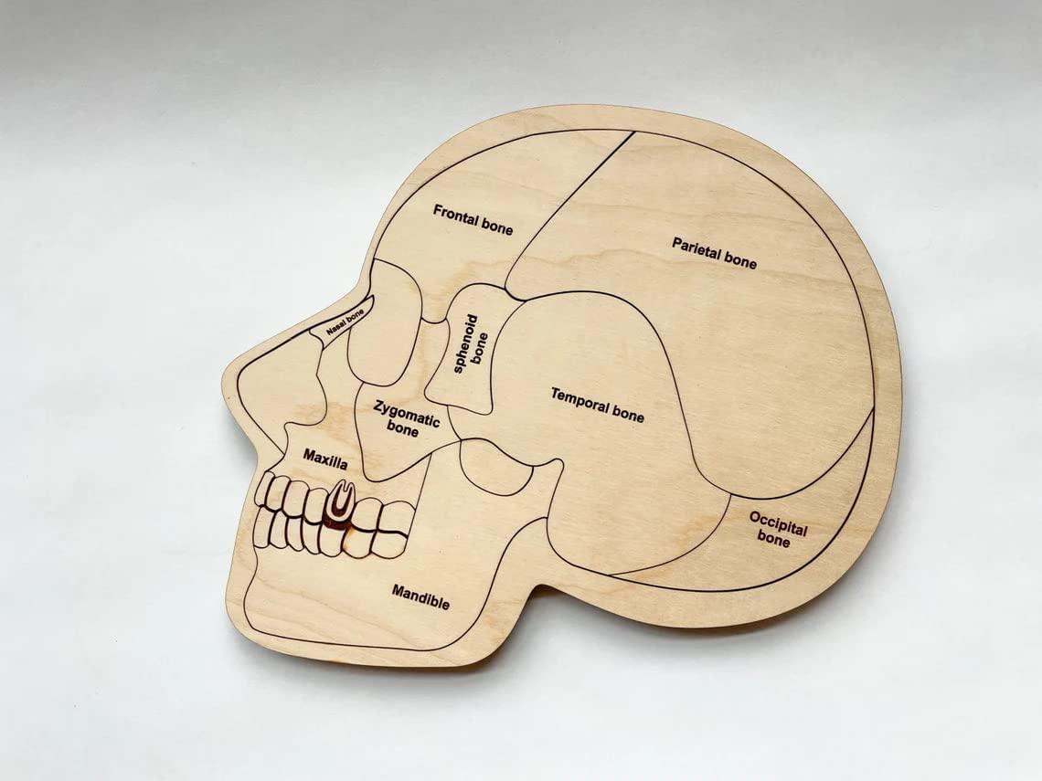 Haoser Wonder of The Brain Puzzle | Montessori Puzzle | Wooden Puzzle | Anatomy Puzzle | Brain Puzzle | Science Puzzle |Kids Puzzles & Science Toys - Haoser