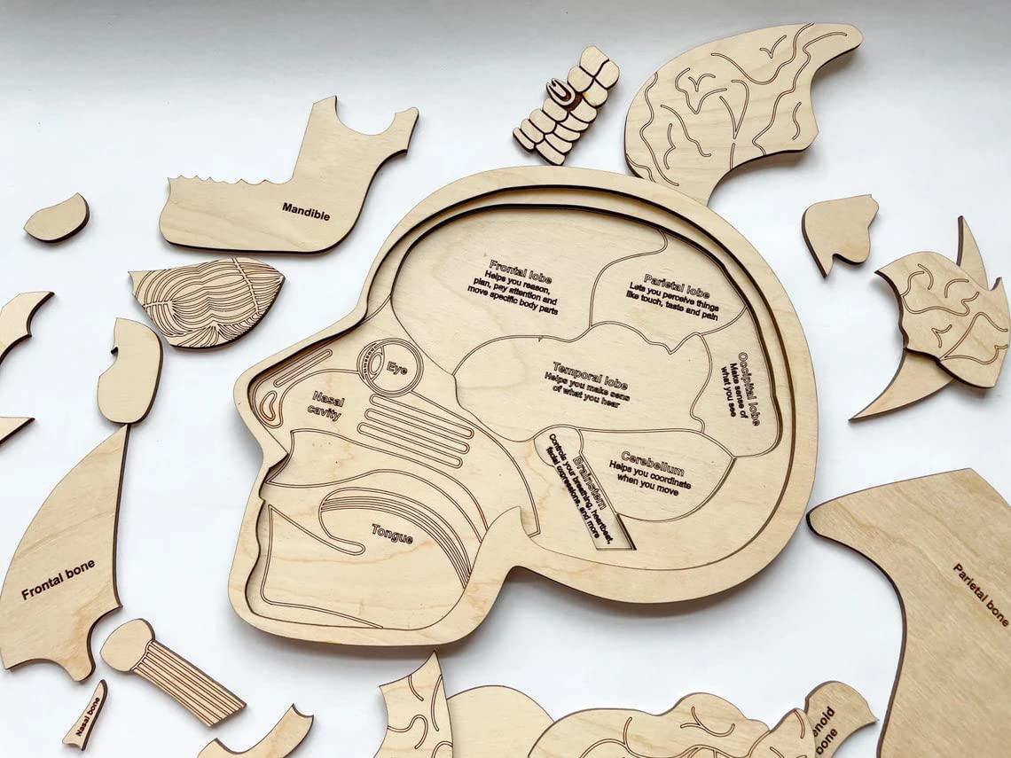 Haoser Wonder of The Brain Puzzle | Montessori Puzzle | Wooden Puzzle | Anatomy Puzzle | Brain Puzzle | Science Puzzle |Kids Puzzles & Science Toys - Haoser