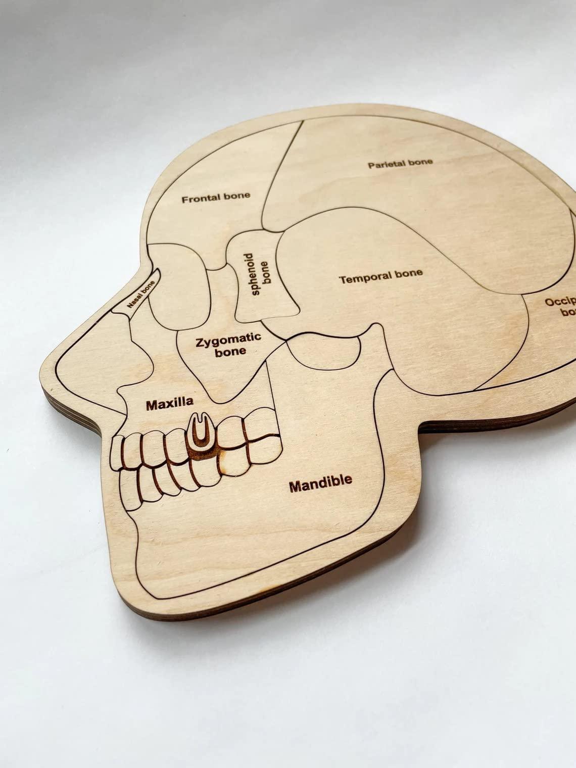 Haoser Wonder of The Brain Puzzle | Montessori Puzzle | Wooden Puzzle | Anatomy Puzzle | Brain Puzzle | Science Puzzle |Kids Puzzles & Science Toys - Haoser