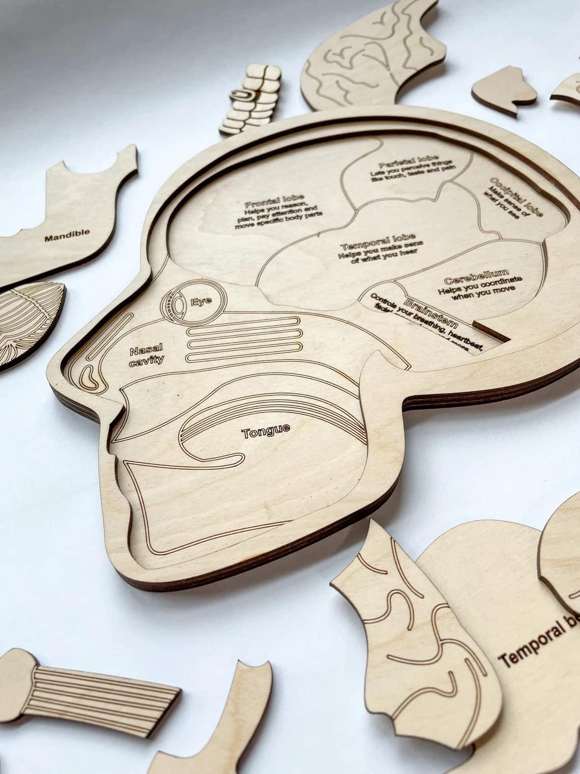 Haoser Wonder of The Brain Puzzle | Montessori Puzzle | Wooden Puzzle | Anatomy Puzzle | Brain Puzzle | Science Puzzle |Kids Puzzles & Science Toys - Haoser