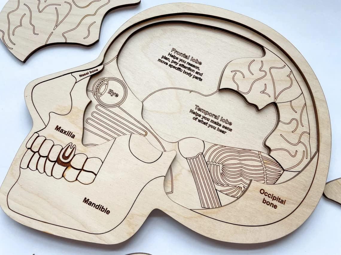 Haoser Wonder of The Brain Puzzle | Montessori Puzzle | Wooden Puzzle | Anatomy Puzzle | Brain Puzzle | Science Puzzle |Kids Puzzles & Science Toys - Haoser