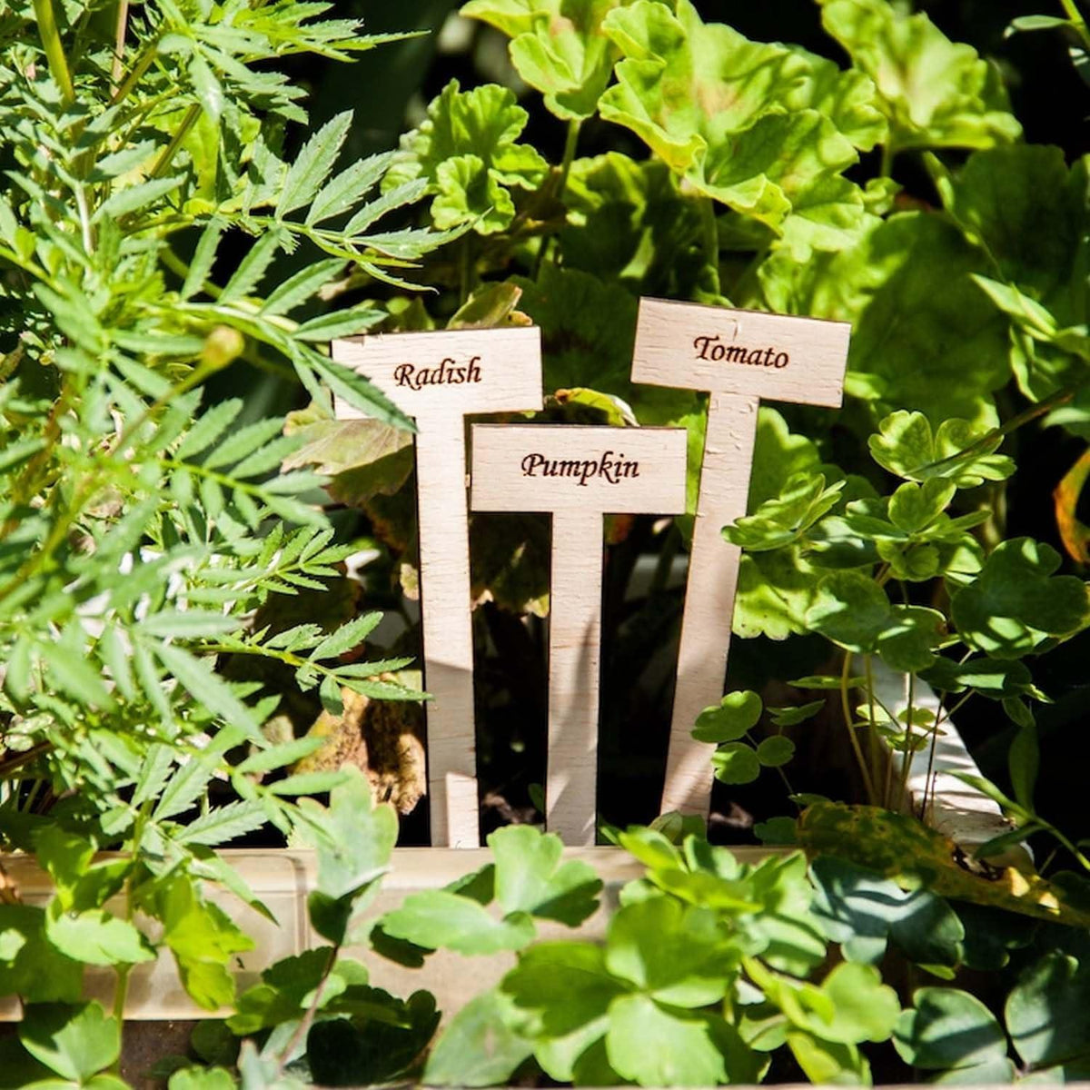 Curious Button Unfinished Wooden Customized Garden Marker, Engraved Plant Stakes for Personalized Plant Identification, Ideal for Herbs, Vegetable Markers, Vegetables, and Flowers - Pack of 6 - Haoser