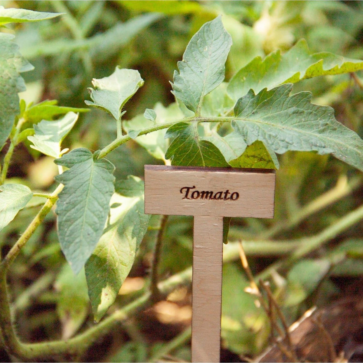 Curious Button Unfinished Wooden Customized Garden Marker, Engraved Plant Stakes for Personalized Plant Identification, Ideal for Herbs, Vegetable Markers, Vegetables, and Flowers - Pack of 6 - Haoser